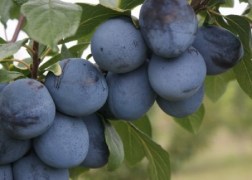 Prunus domestica Cacanska rodna / Cacanska rodna szilva
